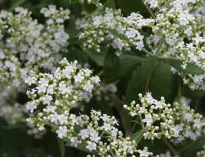 Image of Patrinia villosa