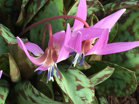 Image of Erythronium dens-canis   Dog’s tooth violet
