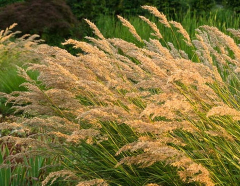 Image of Stipa calamagrostis - Rough Feather Grass