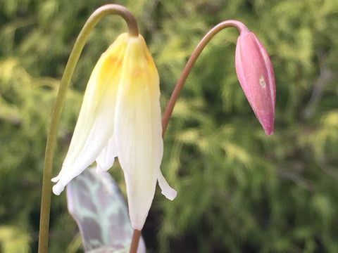 Image of Erythronium multiscapoideum - Dog’s tooth violet