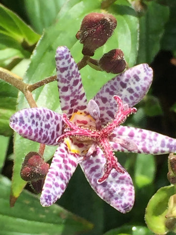 Image of Tricyrtis formosana 'Dark Beauty' - Toad lily variety