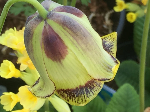 Image of Fritillaria acmopetala [AGM] - The Pointed Petal Fritillary