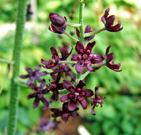 Image of Veratrum maackii