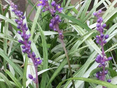 Image of Liriope muscari 'Okina' - Lilyturf variety