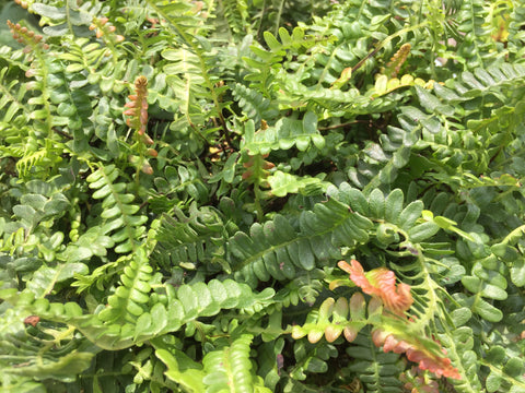 Image of Blechnum penna-marina - Alpine Water Fern