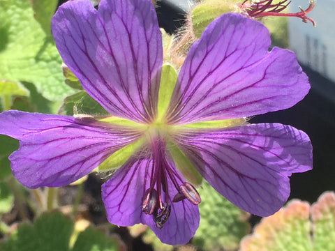 Image of Geranium ‘Philippe Vapelle’