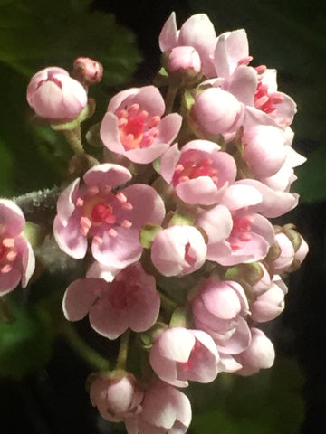 La Rhubarbe Indienne, Ou Plante Ombrelle (Darmera Peltata, Peltiphyllum - Foto 6