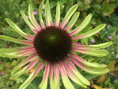 Image of Echinacea purpurea ‘Green Twister’ - Coneflower variety