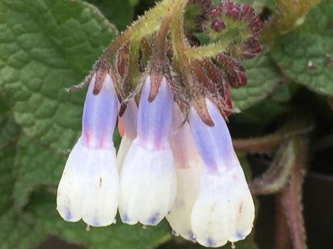 Image of Symphytum 'Hidcote Blue' - Comfrey variety