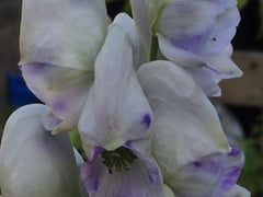 Image of Aconitum carmichaelii (Arendsii Group) 'Cloudy' (PBR) - Monk's Hood variety