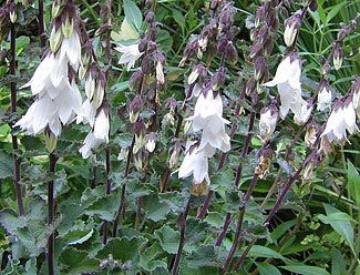 Image of Campanula alliariifolia - Cornish bellflower