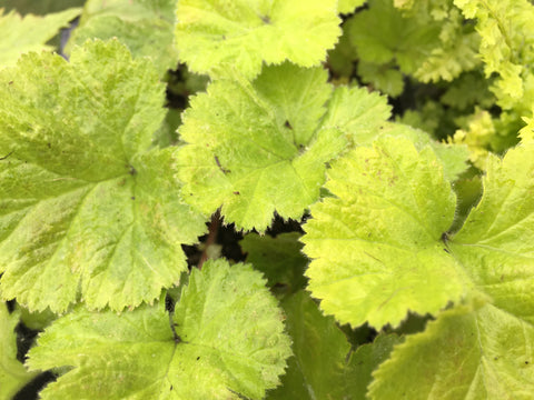 Image of Geum ‘Sunkissed Lime’