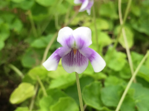 Image of Viola hederacea