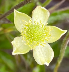 Image of Anemone cylindrica  - Thimbleweed