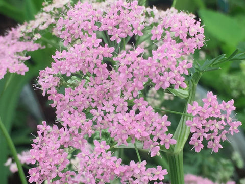 Image of Pimpinella major ‘Rosea’