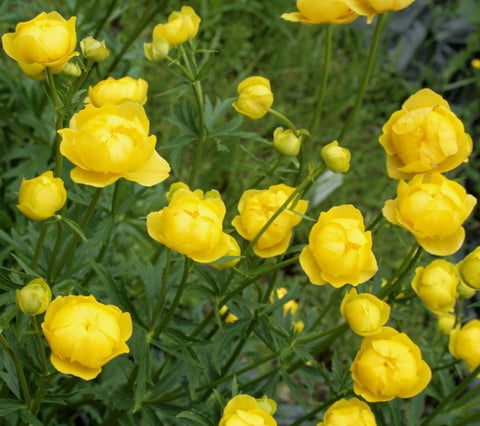 Image of Trollius europaeus - Globeflower