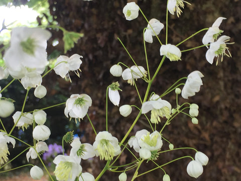 Image of Thalictrum delavayi ‘Album’ - White Chinese Meadow Rue