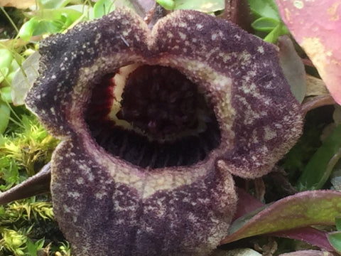 Image of Asarum splendens - Chinese wild ginger