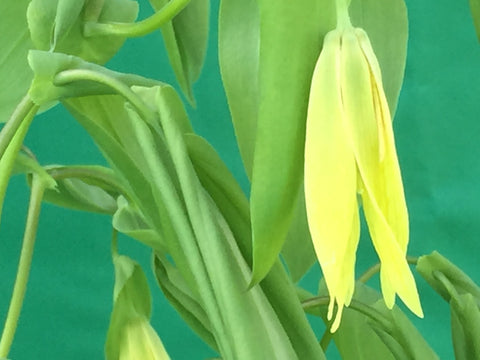 Image of Uvularia grandiflora [AGM] - Merrybells, Bellwort