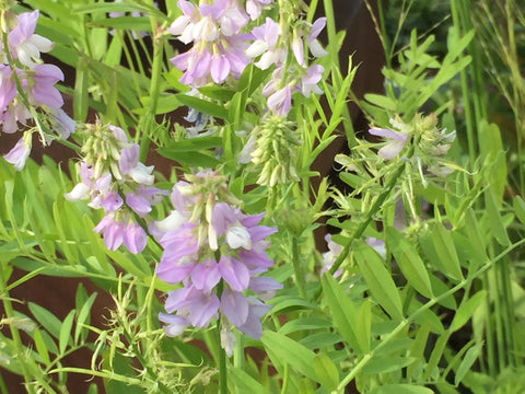 Image of Galega officinalis