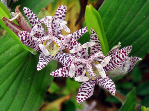 Image of Tricyrtis hirta - Japanese orchid lily, Toad lily variety