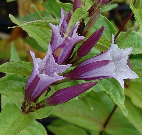 Image of Gentiana asclepiadea ‘Pink Swallow’