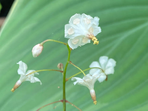 Image of Vancouveria hexandra - White inside-out flower