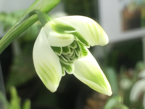 Image of Galanthus 'Desdemona' - Snowdrop variety