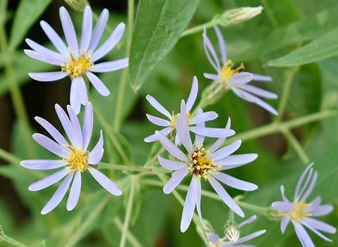 Image of Eurybia macrophylla - Large leafed aster