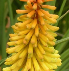 Image of Kniphofia ‘Tetbury Torch’ - Red hot poker variety