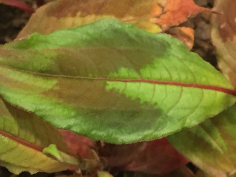 Image of Persicaria virginiana var. filiformis ‘Compton’s Red’