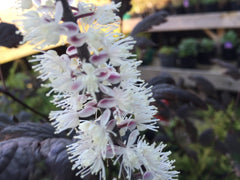 Image of Actaea 'Chocoholic' syn. Cimicifuga - Baneberry variety