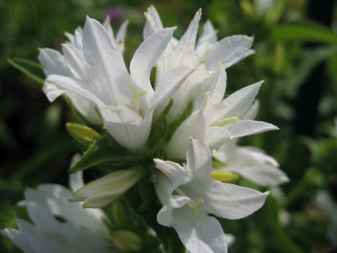Image of Campanula glomerata var. alba - White clustered bellflower