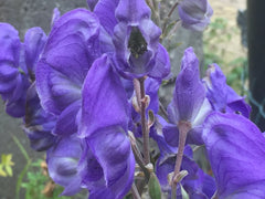 Image of Aconitum carmichaelii syn. A. fischeri - Monk's Hood variety, Wolf's bane