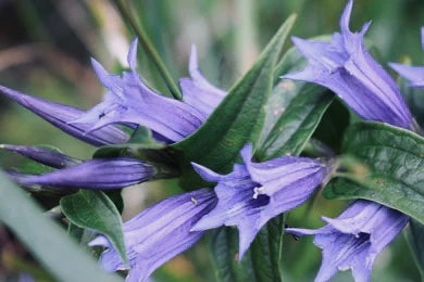 Image of Gentiana asclepiadea - Willow gentian