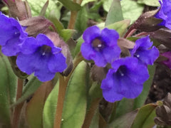 Image of Pulmonaria 'Blue Ensign' [AGM] - Lungwort variety