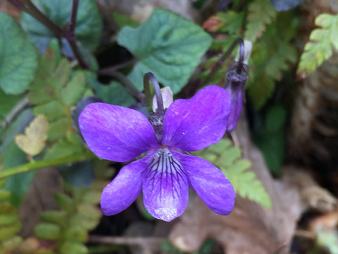 Image of Viola riviniana Purpurea Group