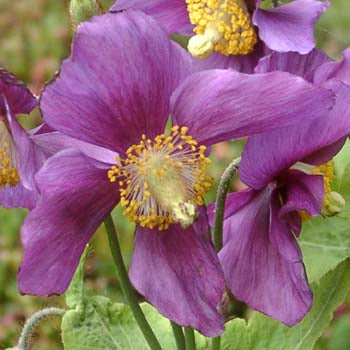 Image of Meconopsis baileyi ‘Hensol Violet’