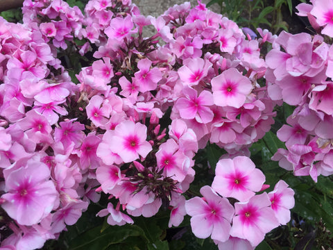 Image of Phlox paniculata 'Bright Eyes'