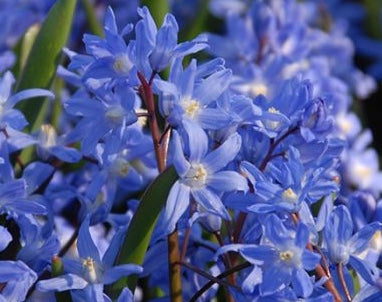 Image of Scilla sardensis syn. Chionodoxa - Lesser Glory of the Snow