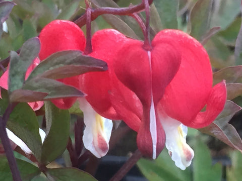 Image of Lamprocapnos spectabilis 'Valentine' syn. Dicentra 'Valentine' - Bleeding heart variety, Lady-in-the-bath