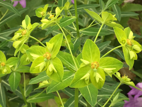 Image of Euphorbia schillingii [AGM]