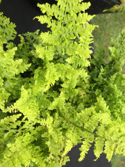 Image of Dryopteris dilatata 'Crispa Whiteside' [AGM] - Broad buckler fern variety