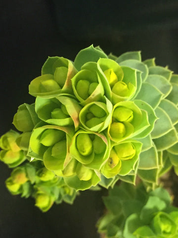 Image of Euphorbia myrsinites - Pony tail spurge,