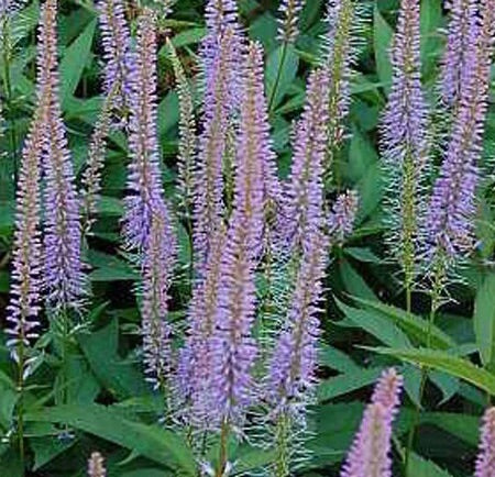 Image of Veronicastrum virginicum ‘Fascination’