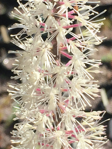 Image of Actaea simplex Atropurpurea Group - Baneberry variety
