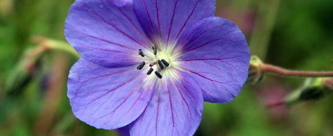 Image of Geranium clarkei (Purple-flowered Group) ‘Kashmir Purple’