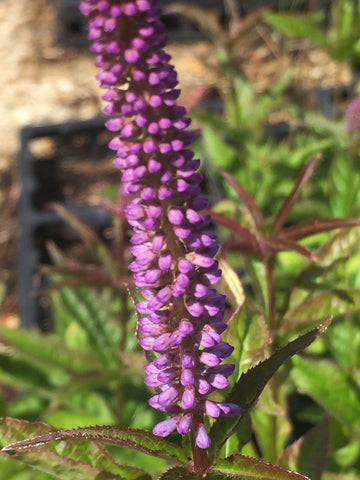 Image of Veronicastrum virginicum ‘Cupid’ - Culvers root variety