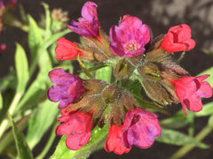 Image of Pulmonaria 'Raspberry Splash' (PBR) - Lungwort variety