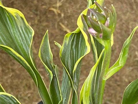 Image of Hosta ‘Hands Up' - Plantain lily variety